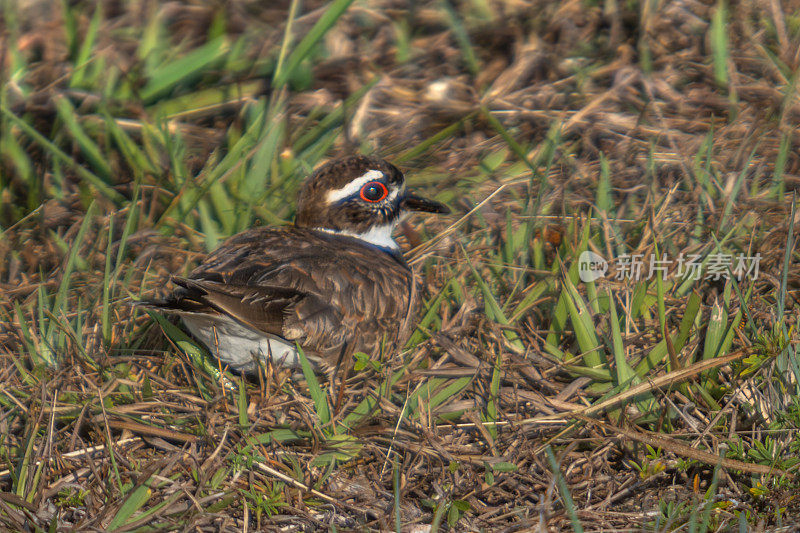 杀鹿，(Charadrius vociferus)， Titere Sabanero, Pluvier杀鹿。